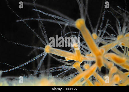 grey hydra, brown hydra (Pelmatohydra oligactis, Hydra oligactis ...