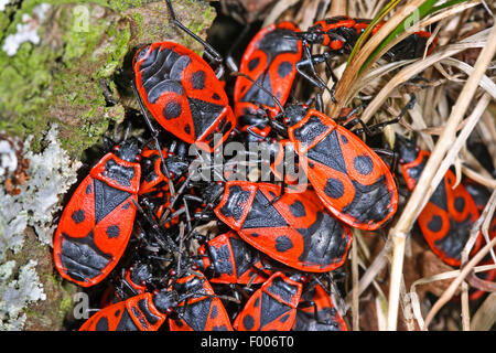 firebug (Pyrrhocoris apterus), group adults on bark, Germany Stock Photo