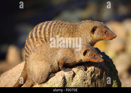 banded mongoose, zebra mongoose (Mungos mungo), adult and juvenile banded mongoose on a stone, 1 Stock Photo