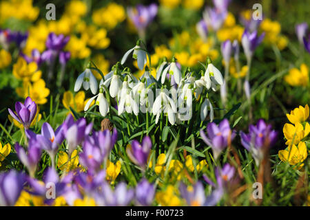common snowdrop (Galanthus nivalis), with crocuses and snowdrops in a garden, Germany Stock Photo