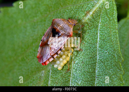 parent bug, mothering bug (Elasmucha grisea), guarding its eggs, Germany Stock Photo
