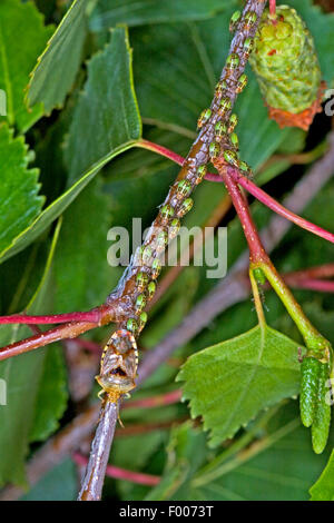 parent bug, mothering bug (Elasmucha grisea), guarding its larvae, Germany Stock Photo