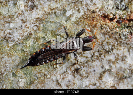 Stormfly Insect Thunderfly, Thunderbug, Storm fly (Acanthothrips nodicornis ...