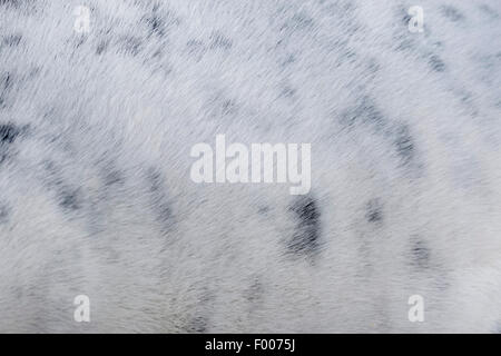 gray seal (Halichoerus grypus), fur, Germany, Schleswig-Holstein, Heligoland Stock Photo