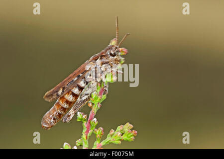 mottled grasshopper (Myrmeleotettix maculatus, Gomphocerus maculatus), sitting on a plant, Germany Stock Photo