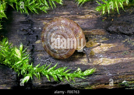 Rounded snail, Rotund disc snail, Radiated snail (Discus rotundatus, Goniodiscus rotundatus), crepping on wood Stock Photo