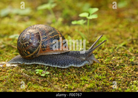 Brown garden snail, Brown gardensnail, Common garden snail, European brown snail (Cornu aspersum, Helix aspersa, Cryptomphalus aspersus, Cantareus aspersus), creeping, Germany Stock Photo