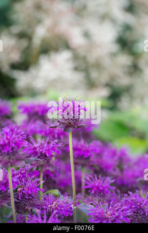 Monarda 'scorpion'. Bergamot flowers Stock Photo