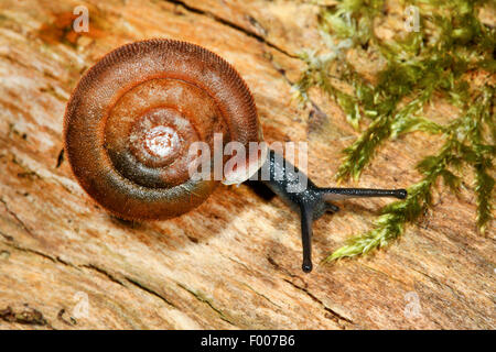 Land snail (Causa holosericea, Causa holosericum, Isognomostoma holosericum, Glischrus holosericea), creeping on wood, Germany Stock Photo