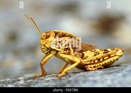 European Giant Steppe Grasshopper, Crau Plain Grasshopper (Prionotropis hystrix), sitting on a rock Stock Photo