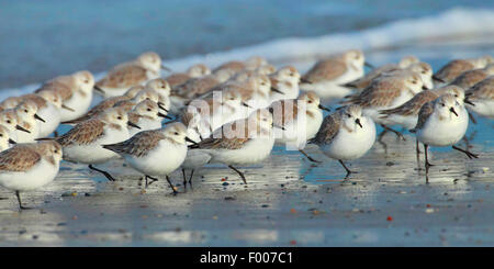 sanderling (Calidris alba), troop searching food on the beach, Germany, Schleswig-Holstein, Heligoland Stock Photo