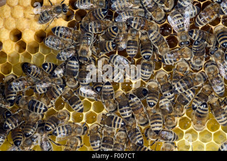 Honigbienen, Biene; Apis; mellifera Stock Photo