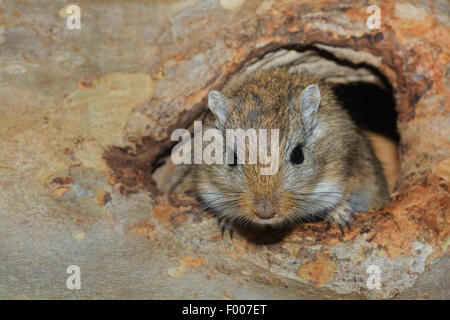 Mongolian gerbil, clawed jird (Meriones unguiculatus), peering out of its hide Stock Photo