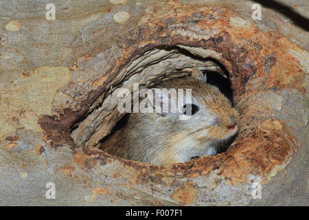 Mongolian gerbil, clawed jird (Meriones unguiculatus), peering out of its hide Stock Photo