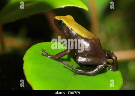 Folohy Golden Frog, Climbing Mantella (Mantella laevigata), sits on a leaf, Madagascar Stock Photo