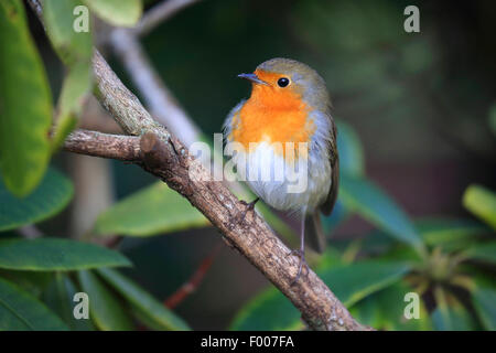 European robin (Erithacus rubecula), on a branch, Germany Stock Photo