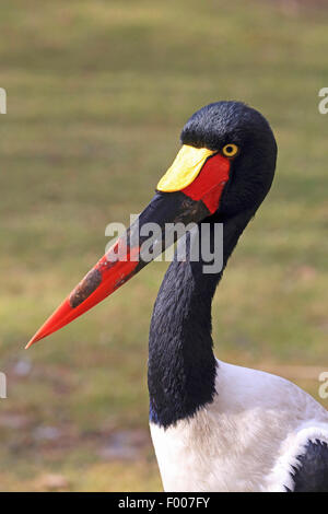 saddle-bill stork (Ephippiorhynchus senegalensis), portrait Stock Photo