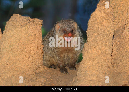 banded mongoose, zebra mongoose (Mungos mungo), threatening Stock Photo