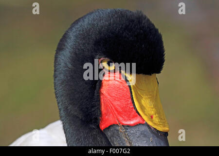 saddle-bill stork (Ephippiorhynchus senegalensis), portrait Stock Photo