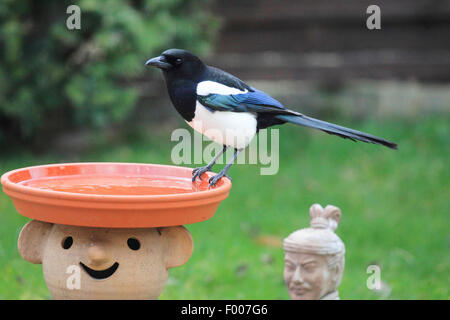 black-billed magpie (Pica pica), sitting on the bird font in the garden, Germany Stock Photo