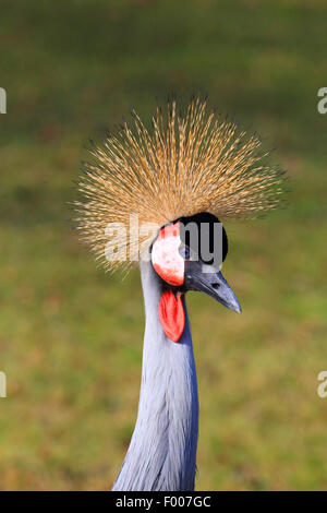 South African crowned crane, Grey crowned crane (Balearica regulorum), portrait Stock Photo