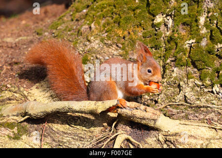 European red squirrel, Eurasian red squirrel (Sciurus vulgaris), with hazalnut in the paws, Germany Stock Photo