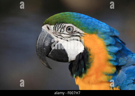 Blue and yellow macaw, Blue and gold Macaw, Blue-and-gold Macaw, Blue-and-yellow Macaw (Ara ararauna), portrait