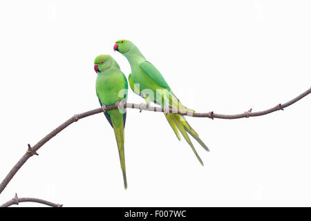 rose-ringed parakeet (Psittacula krameri), two females on a branch, Germany Stock Photo