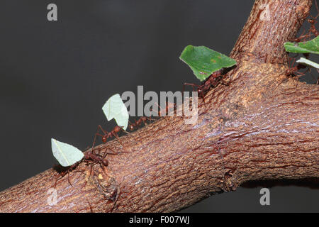 Leafcutting ant (Atta sexdens), leafcutting ants transporting leaf pieces on a branch Stock Photo