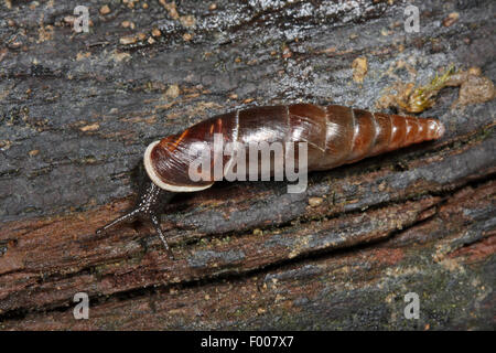 plaited door snail (Cochlodina laminata), creeping on wood, Germany Stock Photo