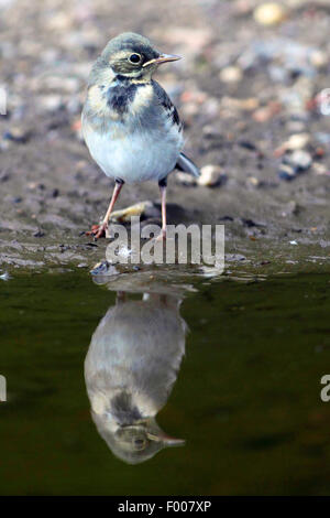 Pied wagtail, Pied white wagtail (Motacilla alba), juvenile at water with mirror image, Germany Stock Photo