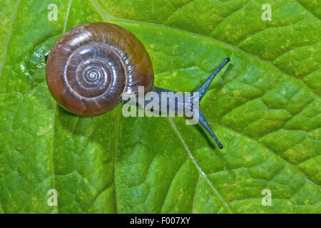 Draparnaud's glass snail, Dark-bodied glass-snail (Oxychilus draparnaudi), creeping on a leaf, Germany Stock Photo