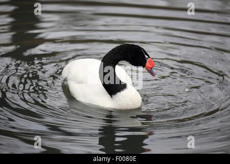 Black-necked swan (Cygnus melanocoryphus), swimming Stock Photo