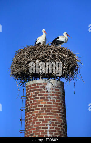 white stork (Ciconia ciconia), two storks standing in a nest on a chimney, Germany Stock Photo