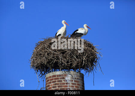 white stork (Ciconia ciconia), two storks standing in a nest on a chimney, Germany Stock Photo