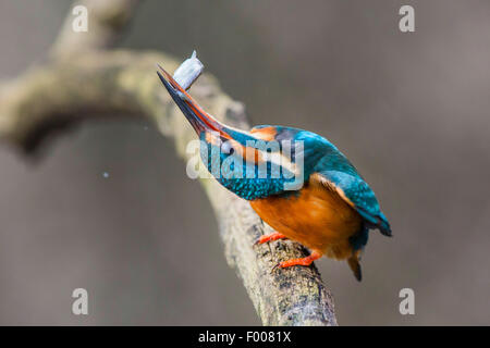 river kingfisher (Alcedo atthis), killing caught fish by slapping it onto the branch, Germany, Bavaria Stock Photo