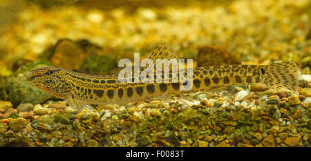 spined loach, spotted weatherfish (Cobitis taenia), female Stock Photo