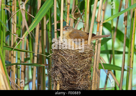 great reed warbler (Acrocephalus arundinaceus), nest in reed with chicks, Germany Stock Photo