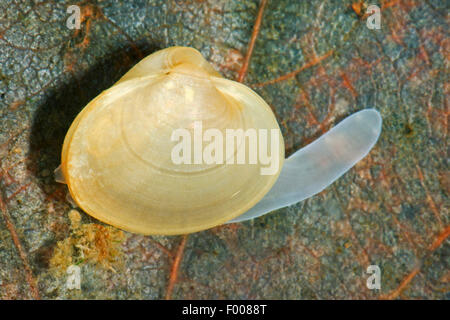 lake orb mussel, lake fingernailclam, capped orb mussel (Musculium lacustre, Sphaerium lacustre) Stock Photo