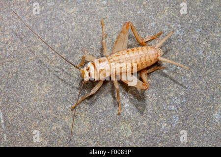 House cricket, Domestic cricket, Domestic gray cricket (Acheta domesticus, Acheta domestica, Gryllulus domesticus), sitting on the ground, Germany Stock Photo