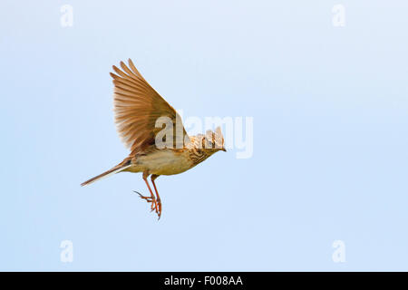 Eurasian sky lark (Alauda arvensis), in the sky, Germany Stock Photo