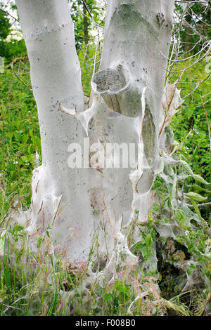 Bird-cherry Ermine (Yponomeuta evonymella, Yponomeuta padi), caterpillars sceletonized the trunk of a Bird-cherry and spun webs araund it, Germany Stock Photo