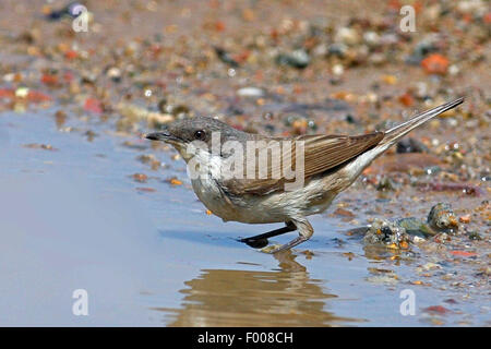 Lesser whitethroat (Sylvia curruca), in a puddle, Germany Stock Photo