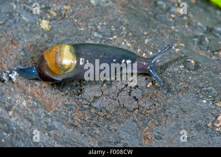 Glass snail (Vitrinobrachium breve, Semilimax brevis), creeping on wood Stock Photo