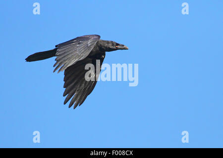 common raven (Corvus corax), in flight, Germany Stock Photo