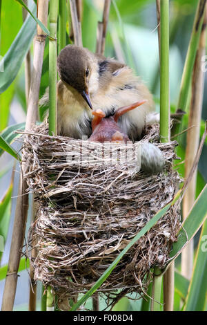 Eurasian cuckoo (Cuculus canorus), freshly hatched chick in the nest of a reed warbler, rolling the other eggs from the warbler out of the nest by pushing them with its back over the edge, Germany Stock Photo