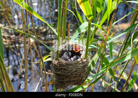 Eurasian cuckoo (Cuculus canorus), chick in the nest of a reed warbler, Germany Stock Photo