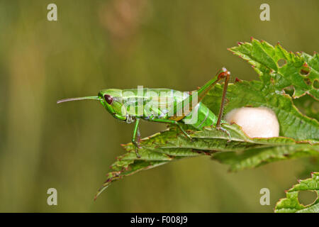 small gold grasshopper (Chrysochraon brachypterus, Euthystira brachyptera), female laying eggs, Germany Stock Photo