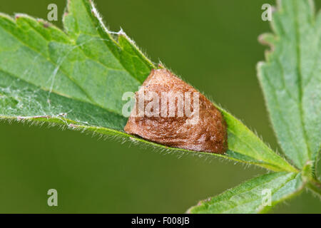 small gold grasshopper (Chrysochraon brachypterus, Euthystira brachyptera), cocoon, Germany Stock Photo