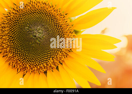 Sunflower field, tinted photo Stock Photo